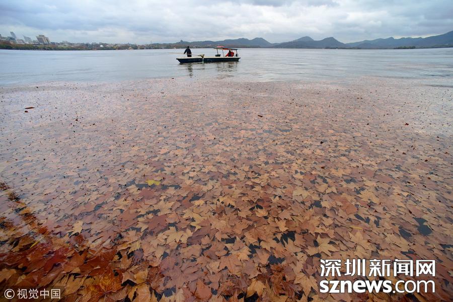 第一波冷空气杀到 杭州西湖景区落叶成景
