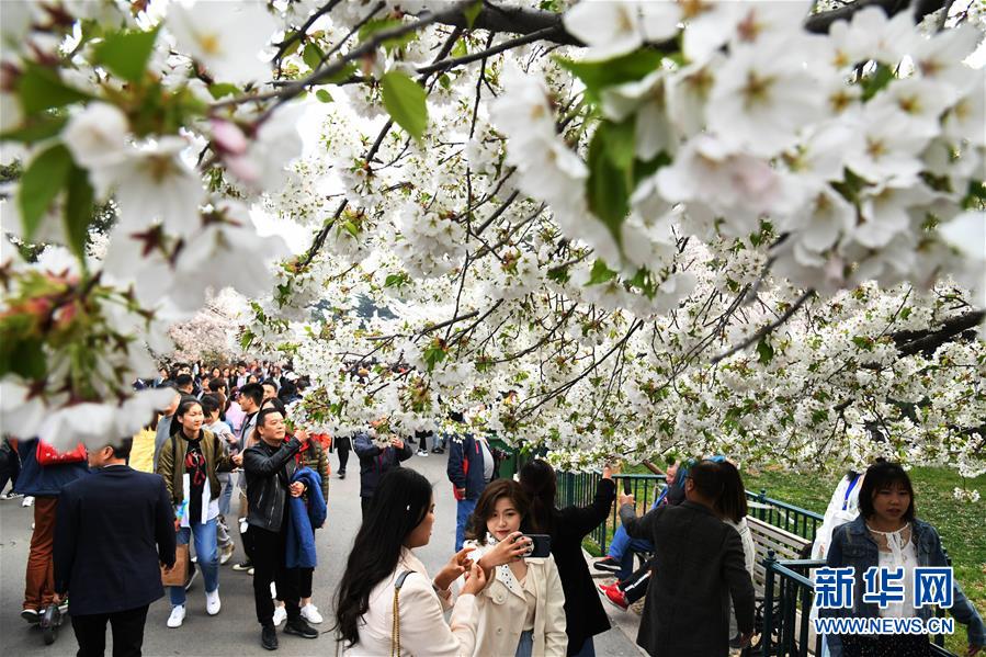 (社会)(2)赏花好时节