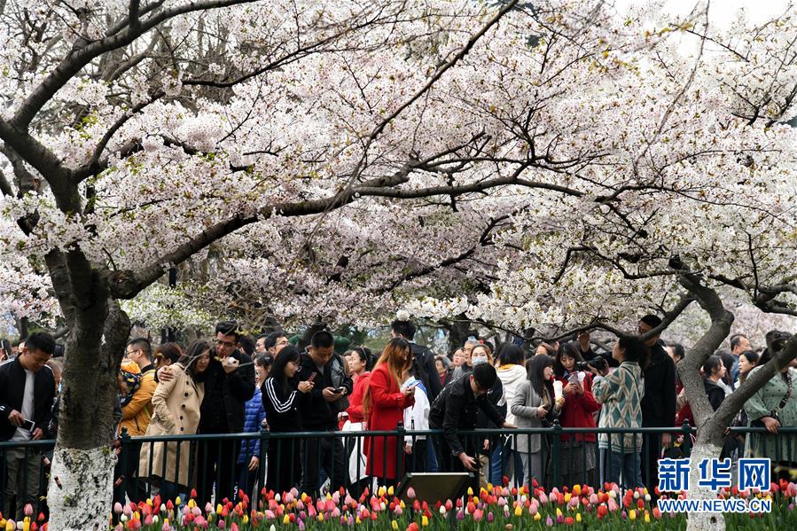 （社会）（1）赏花好时节