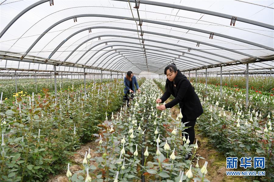河北滦州：“鲜花经济”富农家（最新发布）