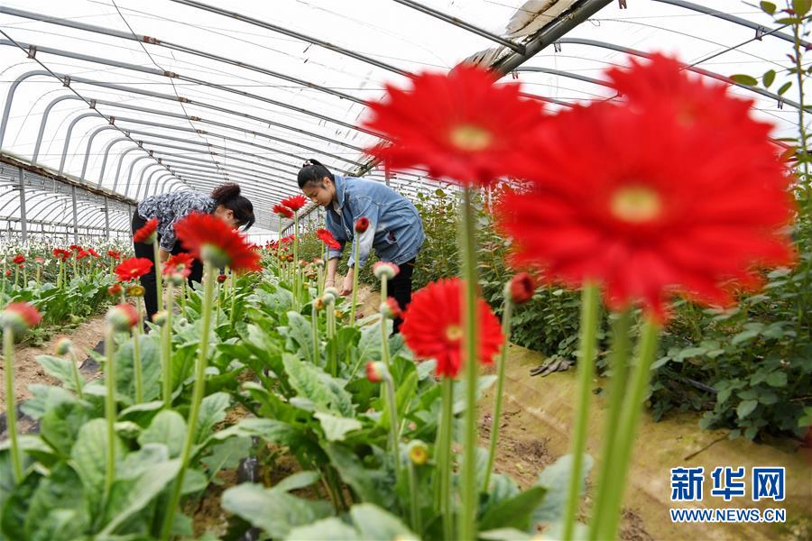 河北滦州：“鲜花经济”富农家（最新发布）