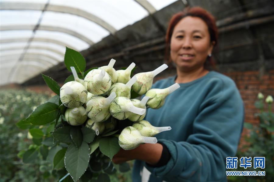 河北滦州：“鲜花经济”富农家（最新发布）