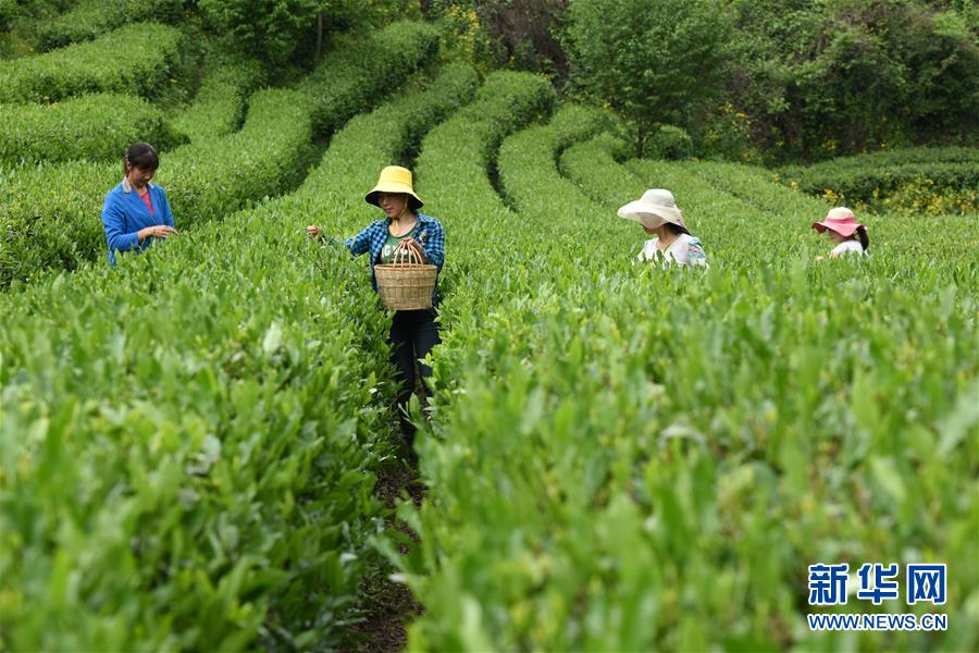 （经济）（6）“陇上江南”采茶忙