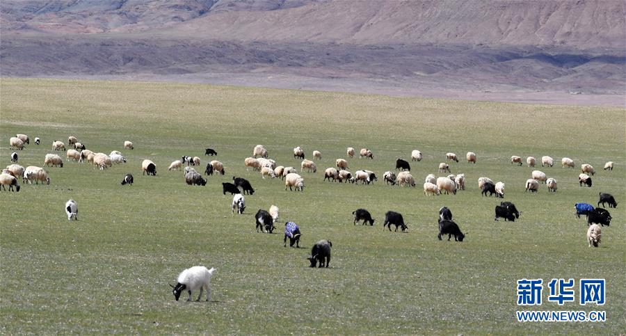 （美丽中国）（2）西藏羌塘风光美