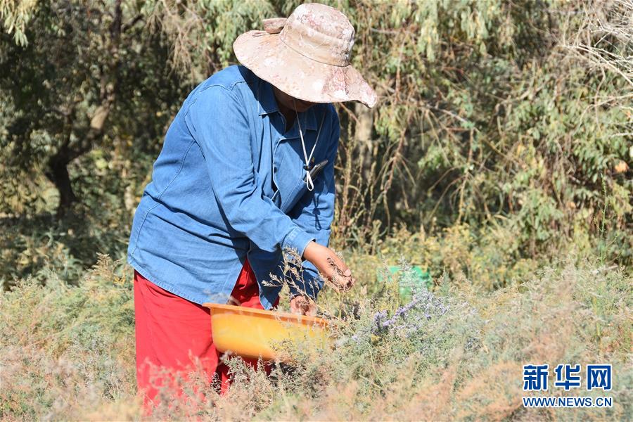 中科院新疆生态与地理研究所高级工程师常青的故事(最新发布)