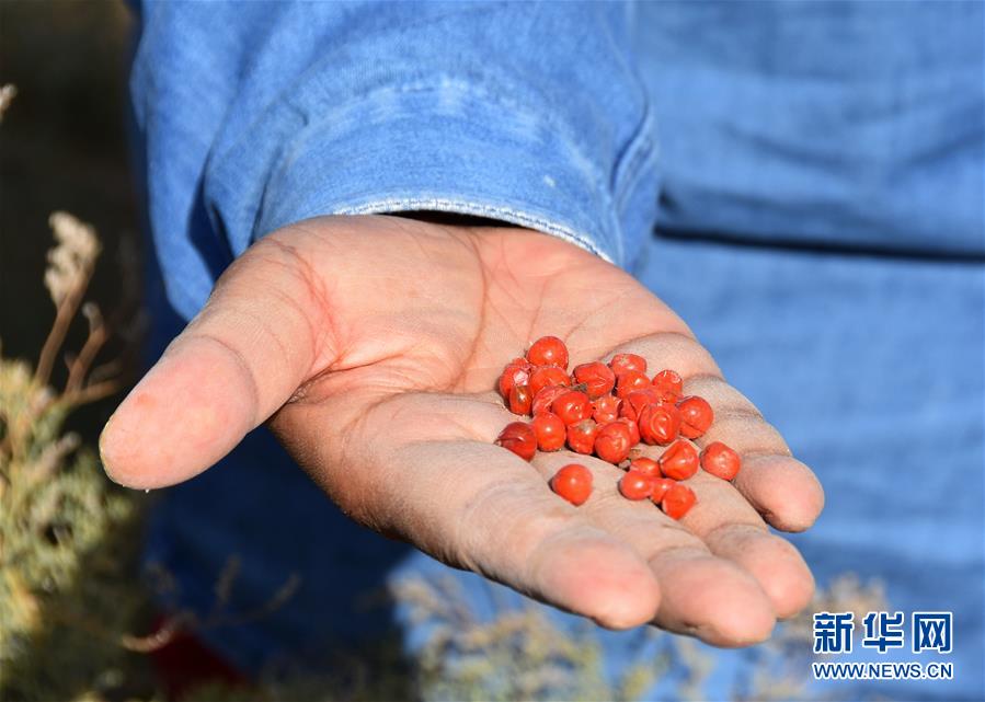 中科院新疆生态与地理研究所高级工程师常青的故事(最新发布)