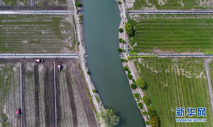 上海：田间春意浓 洞泾春耕忙（最新发布）