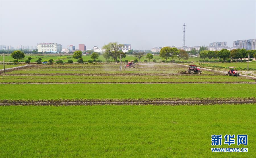上海：田间春意浓 洞泾春耕忙（最新发布）
