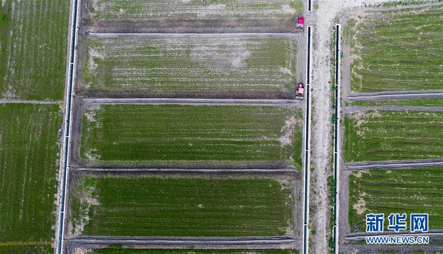 上海：田间春意浓 洞泾春耕忙（最新发布）
