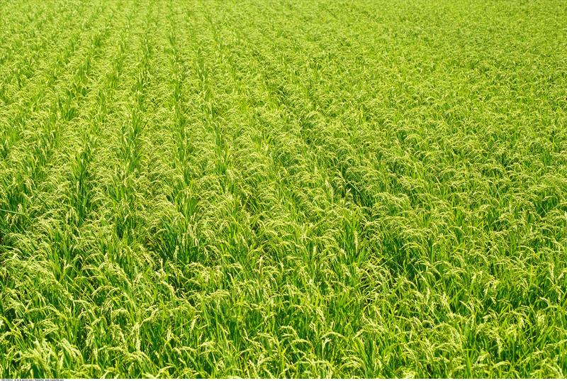 科学家发现水稻有干旱“记忆”