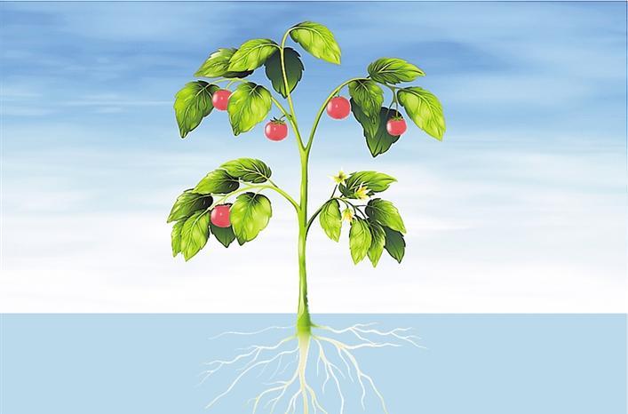 AI远程种植番茄 腾讯参与举办国际智慧温室种植大赛