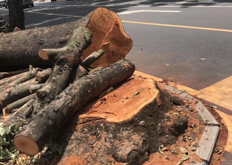 罗湖区行道树绿化砍剩树墩！回应：为安全考虑换新树