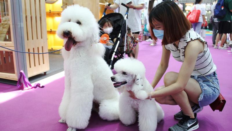 周末来这里！2020年深圳宠物展开幕 “宠物经济”有“钱”途