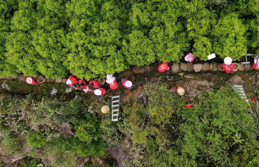 凤凰镇山上采茶工在采茶