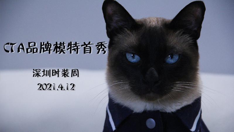 深圳时装周期间 猫咪也要当模特