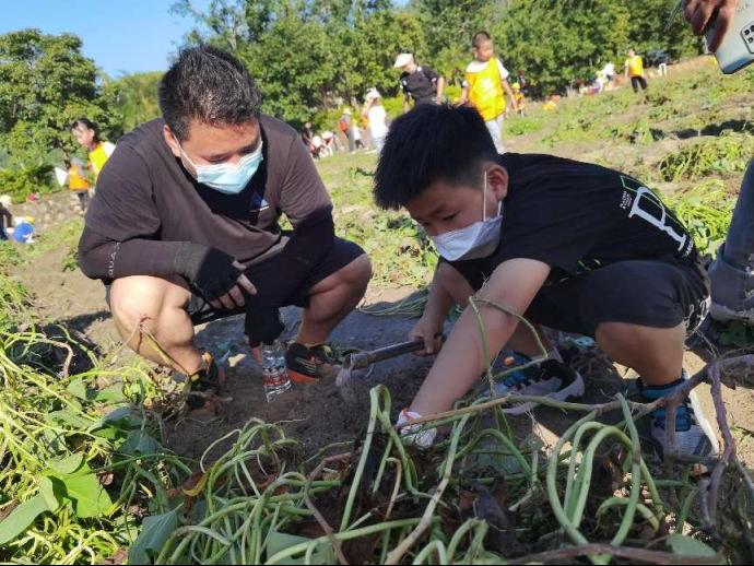 走读深圳｜一起“趣”秋收，在大鹏美丽乡村感受“粒粒皆辛苦”