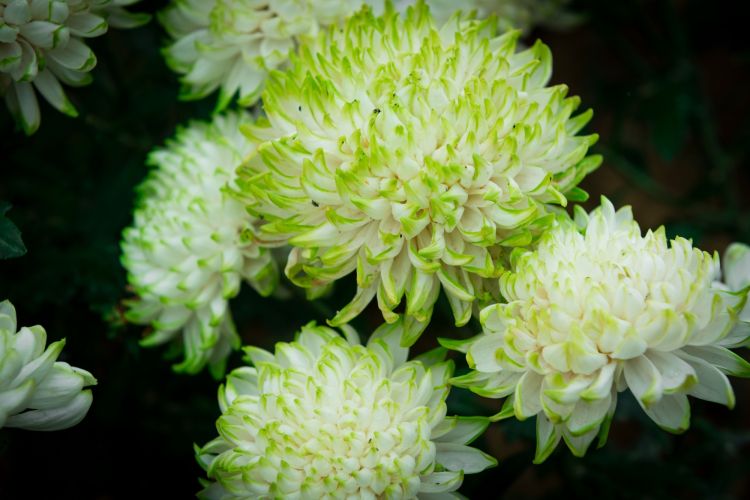 排牙山下赏菊去最后两周22万株菊花展免费开放