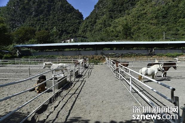广西德保"骑着马儿脱贫"大山深处的矮马走向深圳_深圳新闻网
