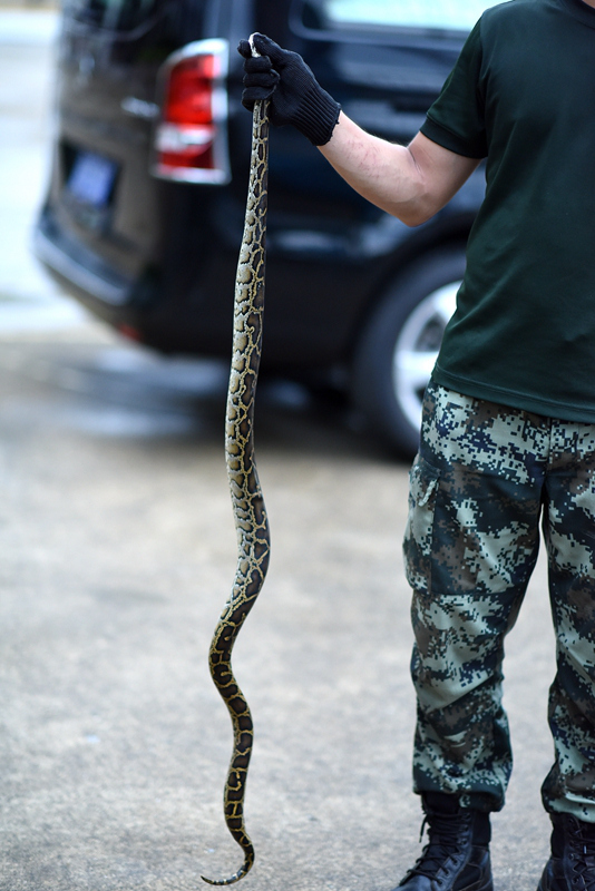 蟒蛇赖在豪车底盘不走武警守三天三夜用这招引蛇出洞