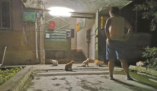 流浪猫成城市特殊“居民”，如何爱它们才是深圳人对的选择？
