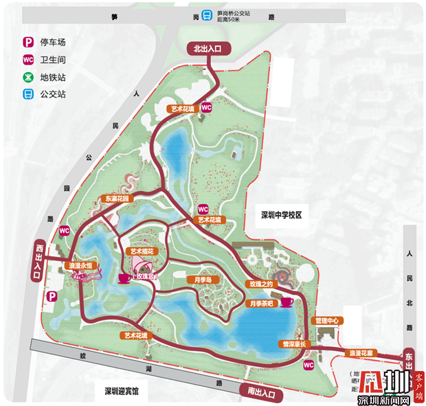 深圳22家公园换上过年新装月季花醉蝶花马鞭草花绽放笑颜等你来