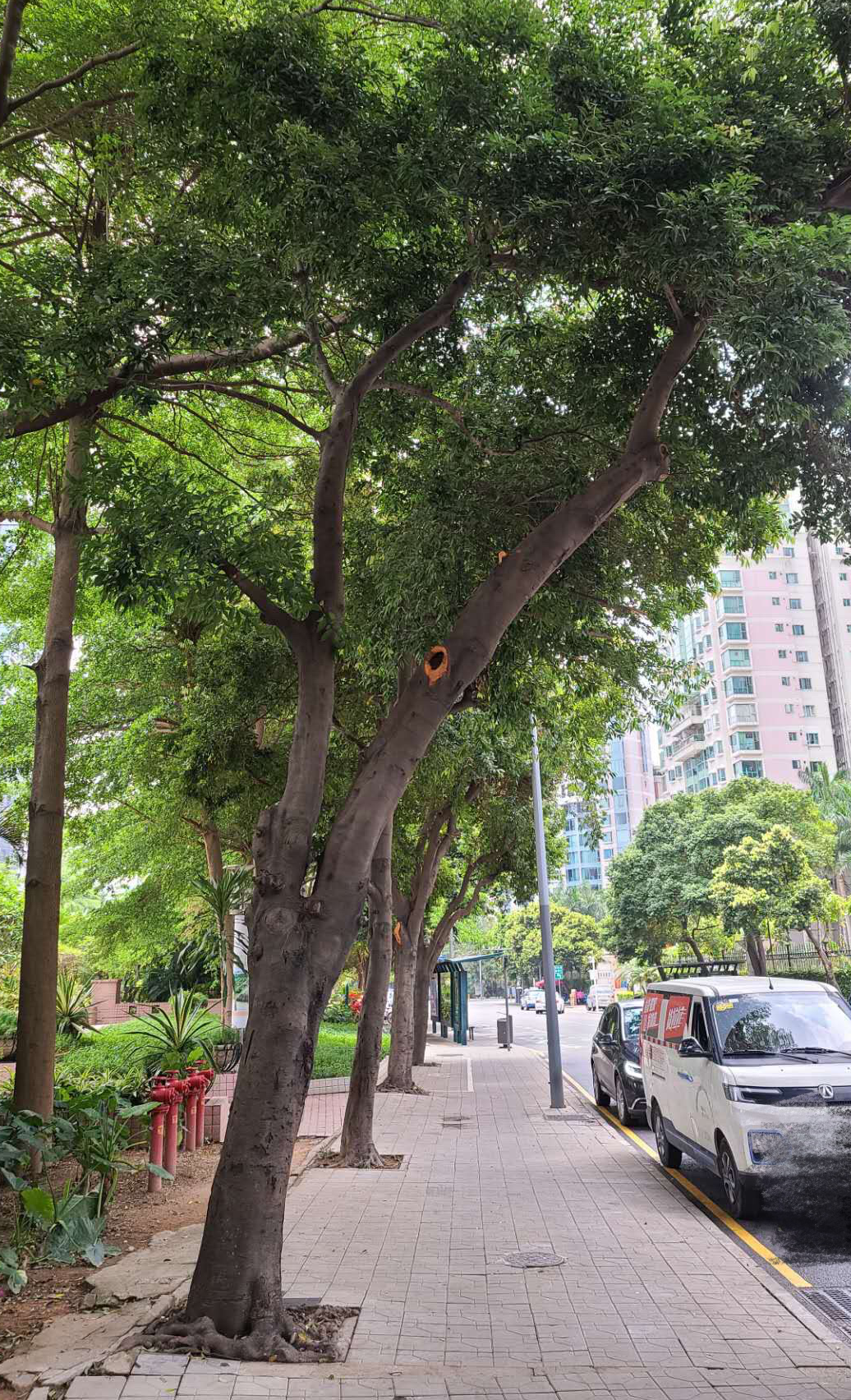 深圳新闻网记者 何静 通讯员 杨子)根系腐烂,内部腐烂,树干腐烂