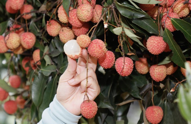 宝安航城黄田的甜蜜记忆深圳黄田荔枝开摘首寄