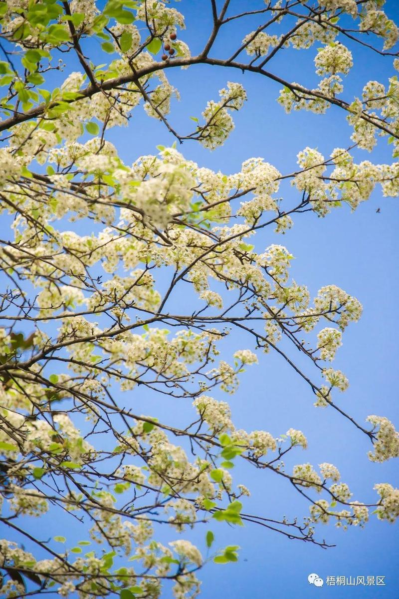 美翻了罗湖花花花花花海来了