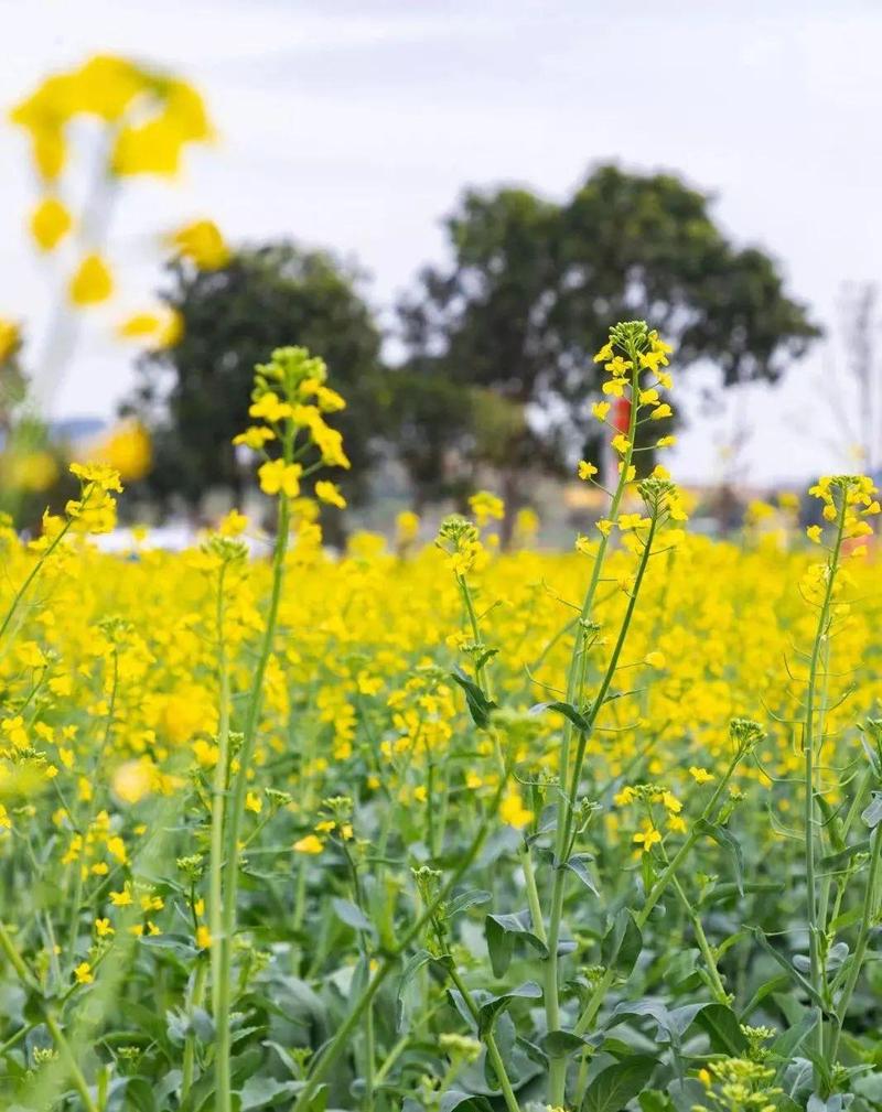 免费深圳市民中心10万株油菜花怒放3300㎡太灿烂最佳赏花期