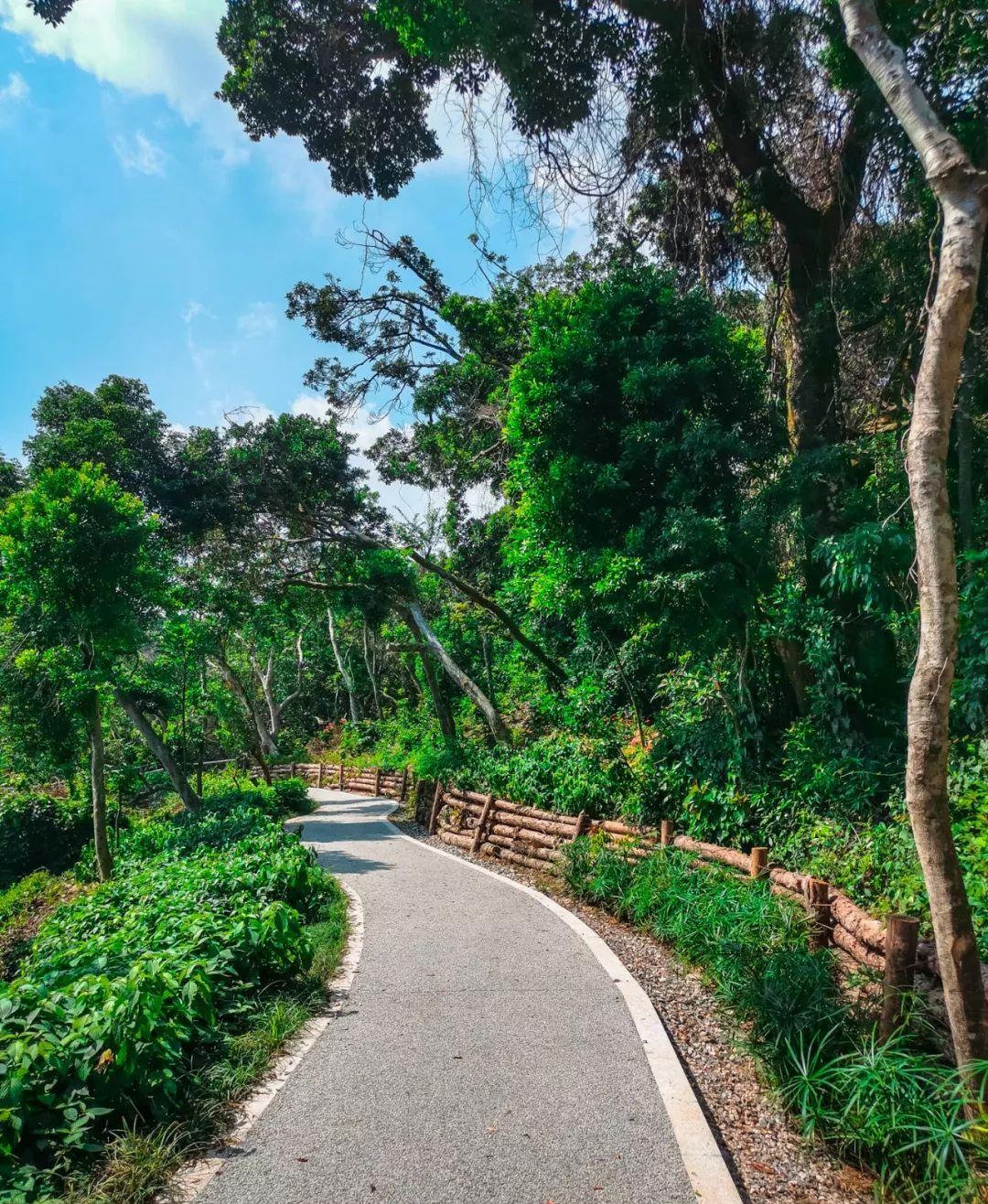 浪漫花海,澄澈水境……半山公园带惊艳绽放!_深圳新闻网