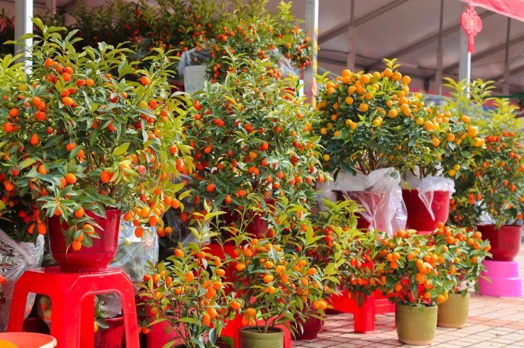 年花年桔别乱扔,这个视频指导你正确预约回收!