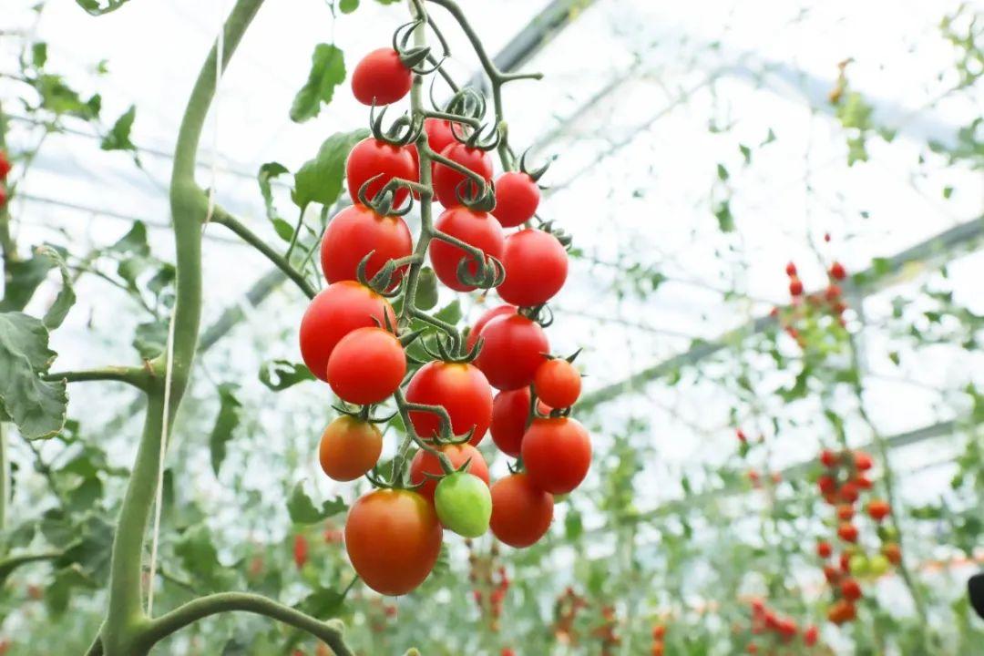 多彩小番茄,深圳大鹏造!_深圳新闻网
