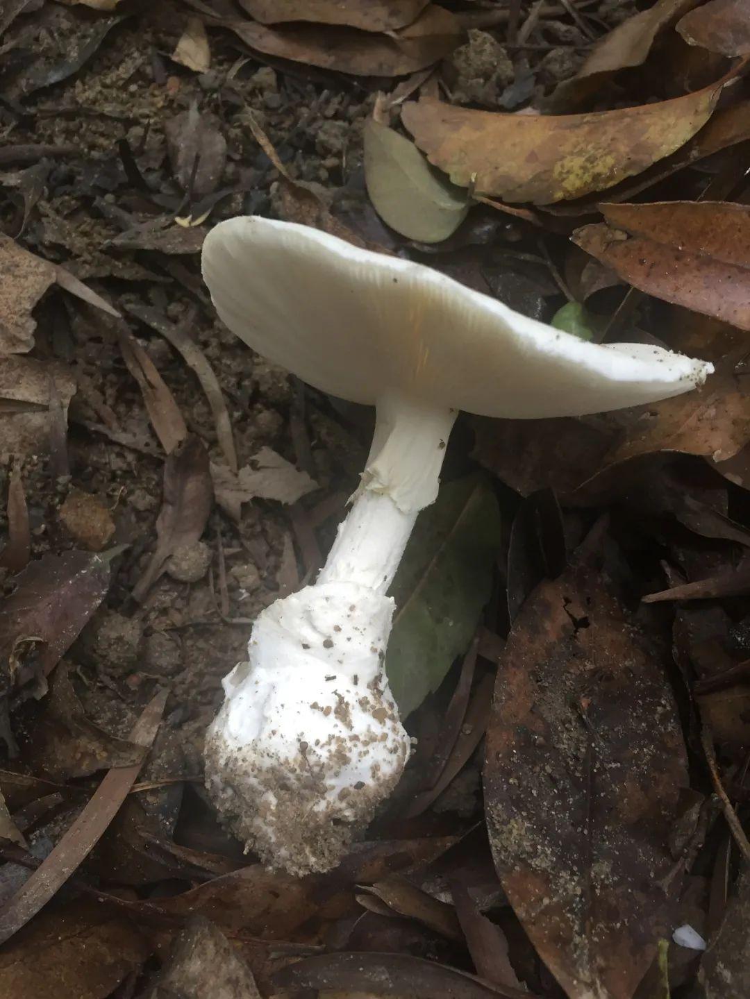往年均有发现宝安的凤凰山,坪山的碧岭"白毒伞"在深圳也时常出现要