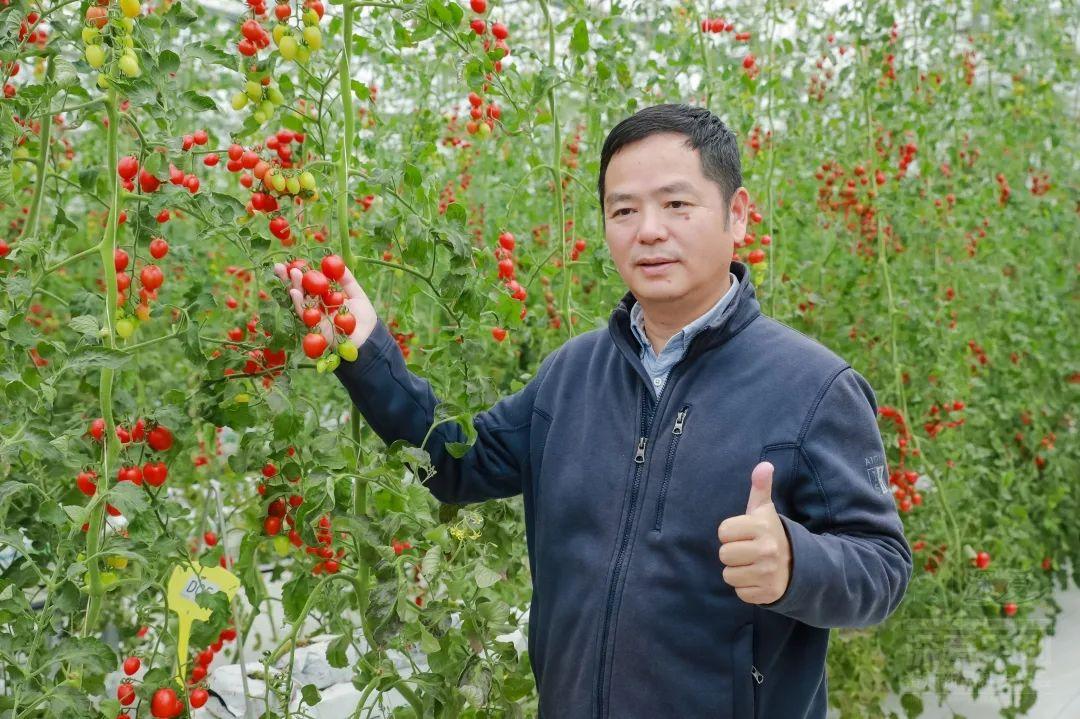 多彩小番茄深圳大鹏造