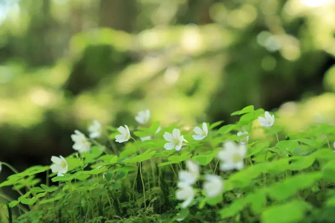 壁纸一张记录春色的壁纸就像是春日限定的浪漫春天来临之际把春天捧在