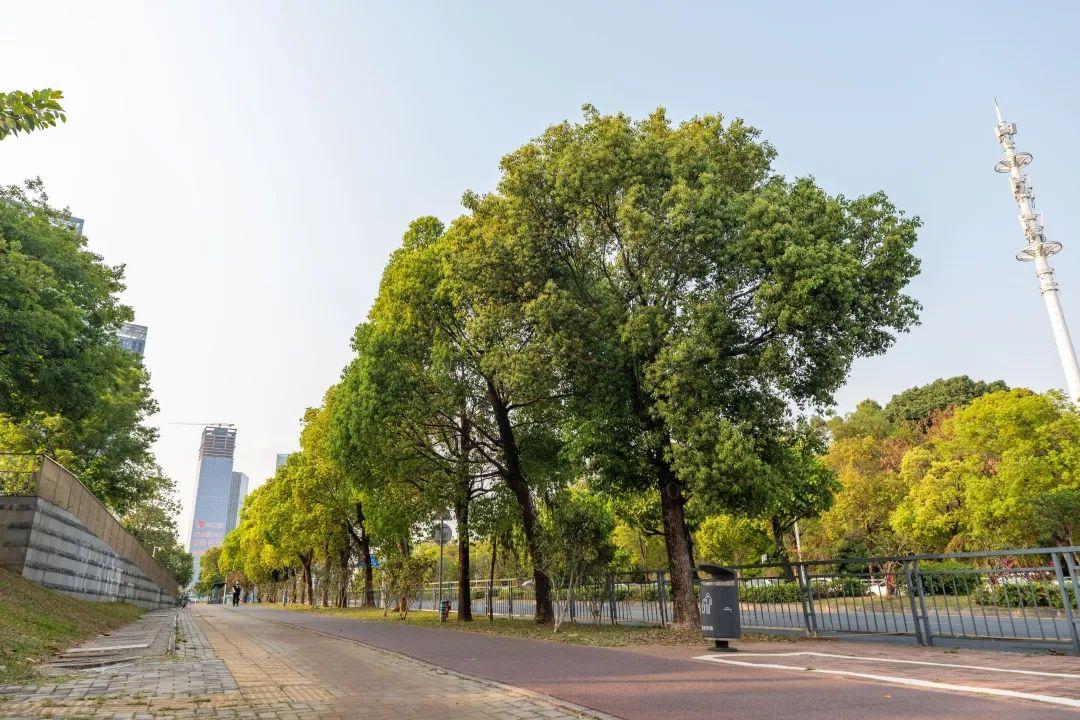 清湖路香樟壹城中心香樟福前路香樟田茜路香樟朴树当你在北站中心公园