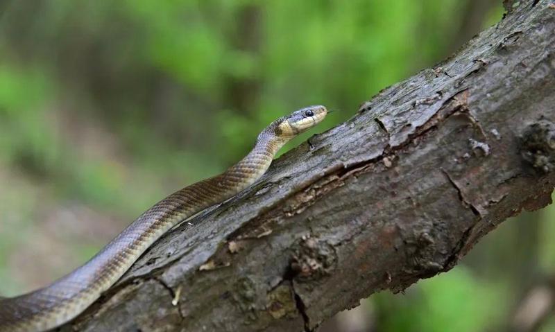 深圳这种毒物进入活跃期,每年超200人"中招"!夏季远离这些地方