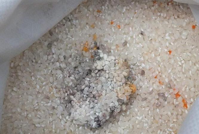 大米黄曲霉菌图片