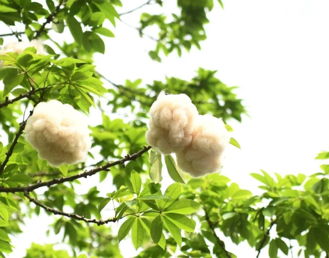 快来看！龙岗这些树长“棉花”了_深圳新闻网