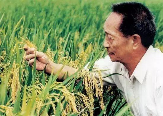 痛惜袁隆平逝世