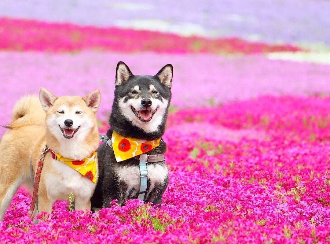 被樱花树下的"柴犬兄妹照"暖哭了!快来围观!
