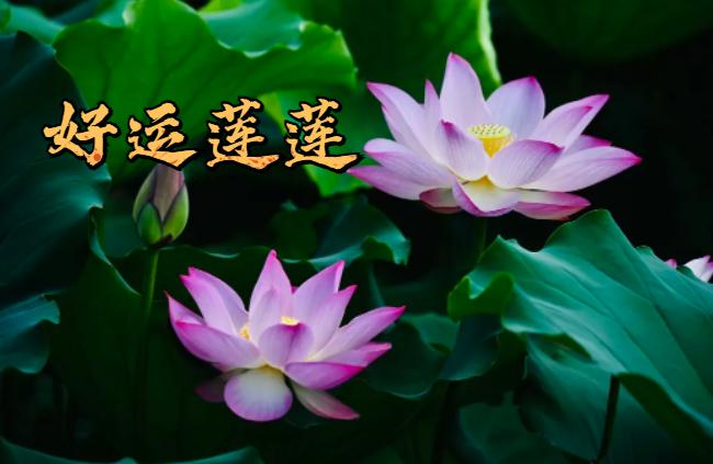 好运莲莲深圳人你的专属夏日表情包来了