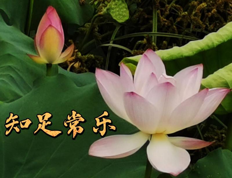 好运莲莲深圳人你的专属夏日表情包来了