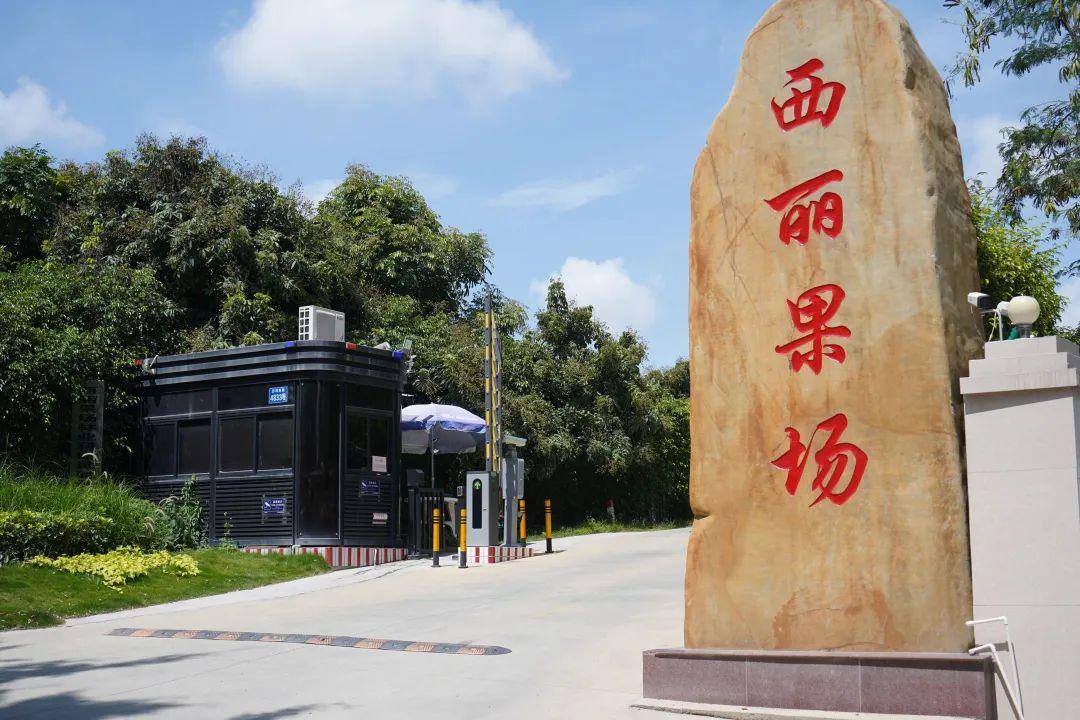 当前位置:西丽果场交通采摘攻略 地址:西丽果场第二分场(广仁考场旁)