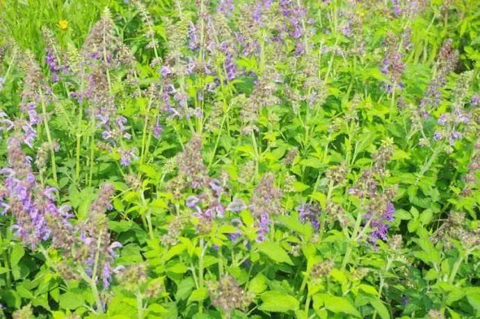 每周一药丨活血通心包络治疝痛它自东海来名叫丹心君