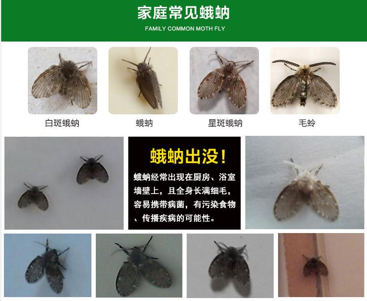 洗手间的黑色小飞虫是什么?有什么危害?如何除掉?