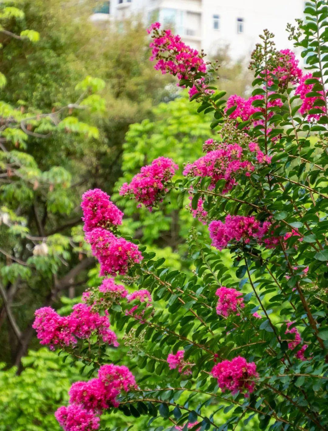 花车来车往的道路绚丽绽放随处可见紫薇花聚花成球在益田北路,福华路