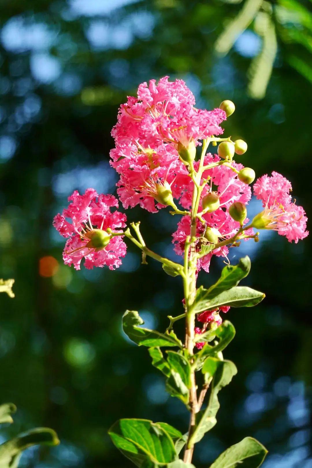 本文供读者一起欣赏的是"夏紫薇".