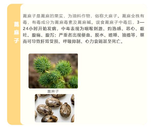 我省夏季导致食物中毒的野果主要有马桑果,桐油果,蓖麻子.