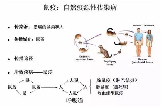 鼠疫是鼠疫杆菌借鼠蚤传播为主的烈性传染病,系广泛流行于野生啮齿